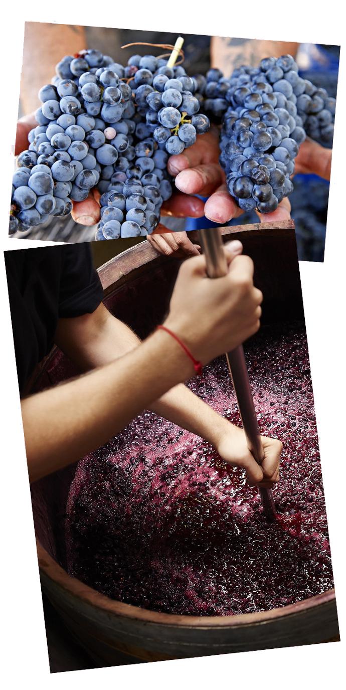 WSET Level 2 Certification In Wines - Wine Making